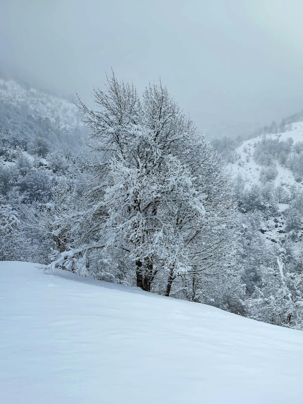 paisagem-arvore-nevada