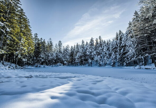 arvores-com-neve