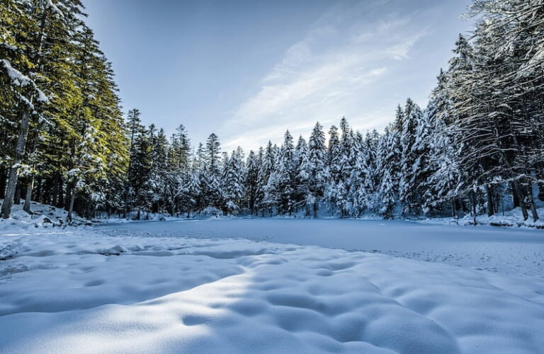 arvores-com-neve